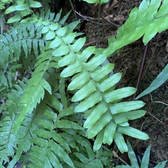 Microlepia hookeriana