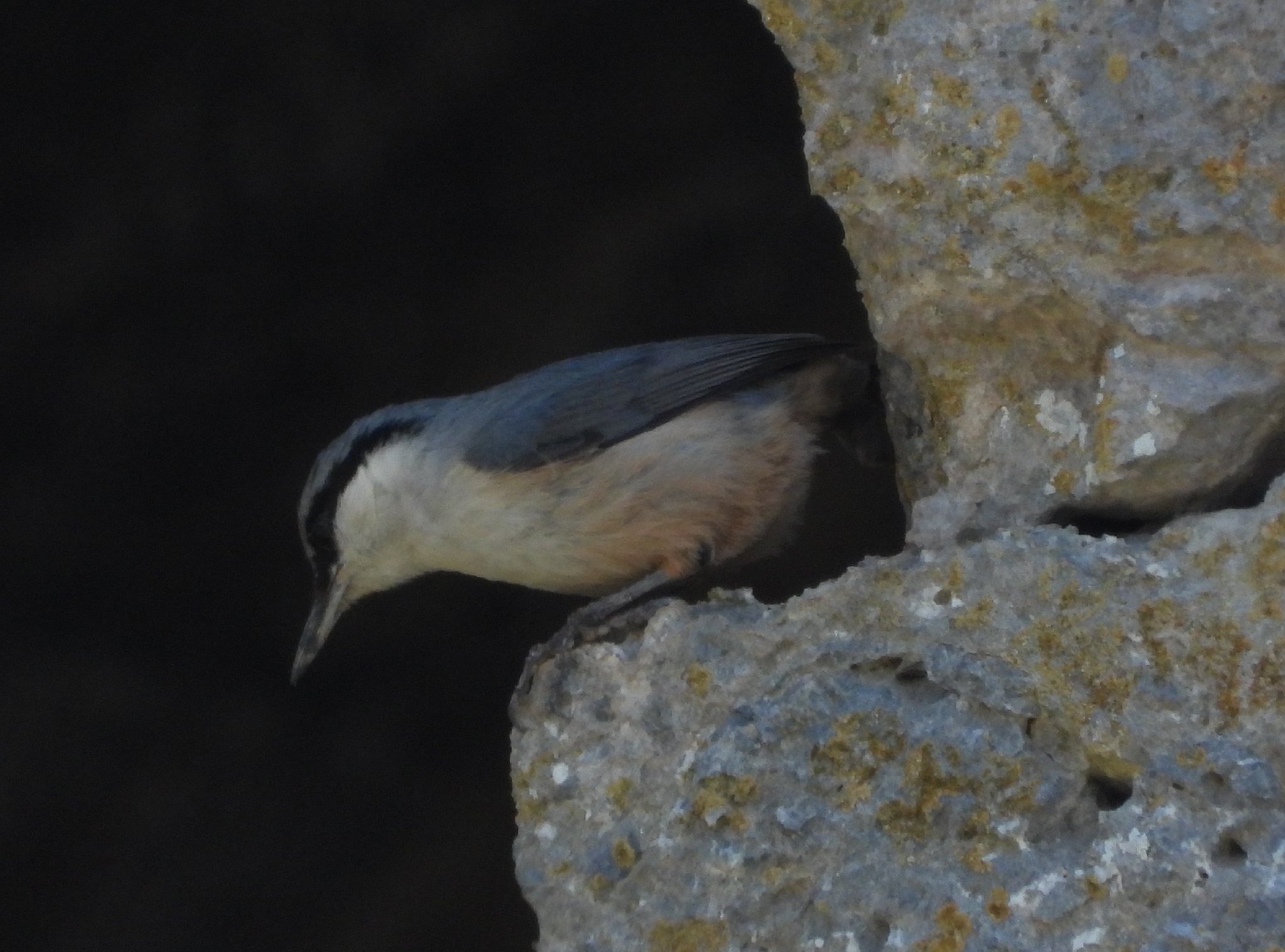 Western Rock Nuthatch (Sitta neumayer), photo 2