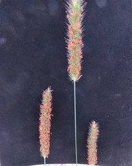 Setaria incrassata