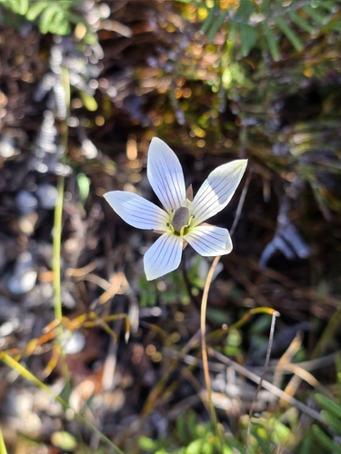 Common New Zealand Gentian (Gentianella bellidifolia)