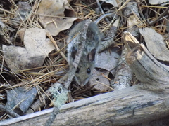 Peromyscus melanotis
