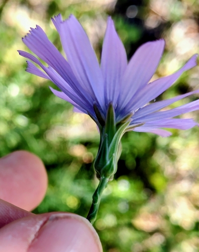 mountain lettuce (Lactuca perennis)