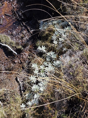 White Mountain Daisy (Celmisia incana)