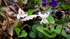 Viola alba