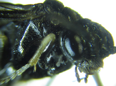 Monophadnus pallescens