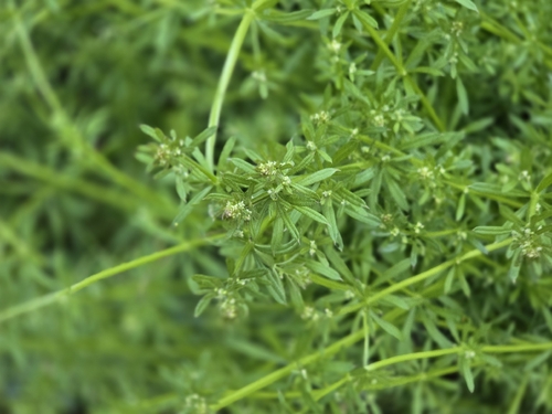 False Cleavers (Galium spurium)