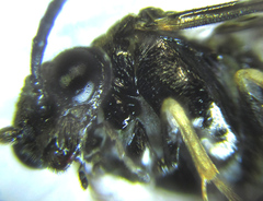 Monophadnus pallescens