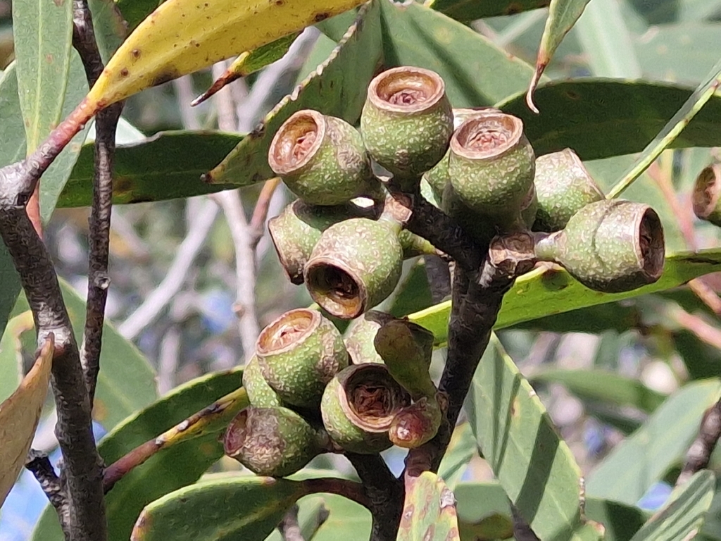 Eucalyptus obstans