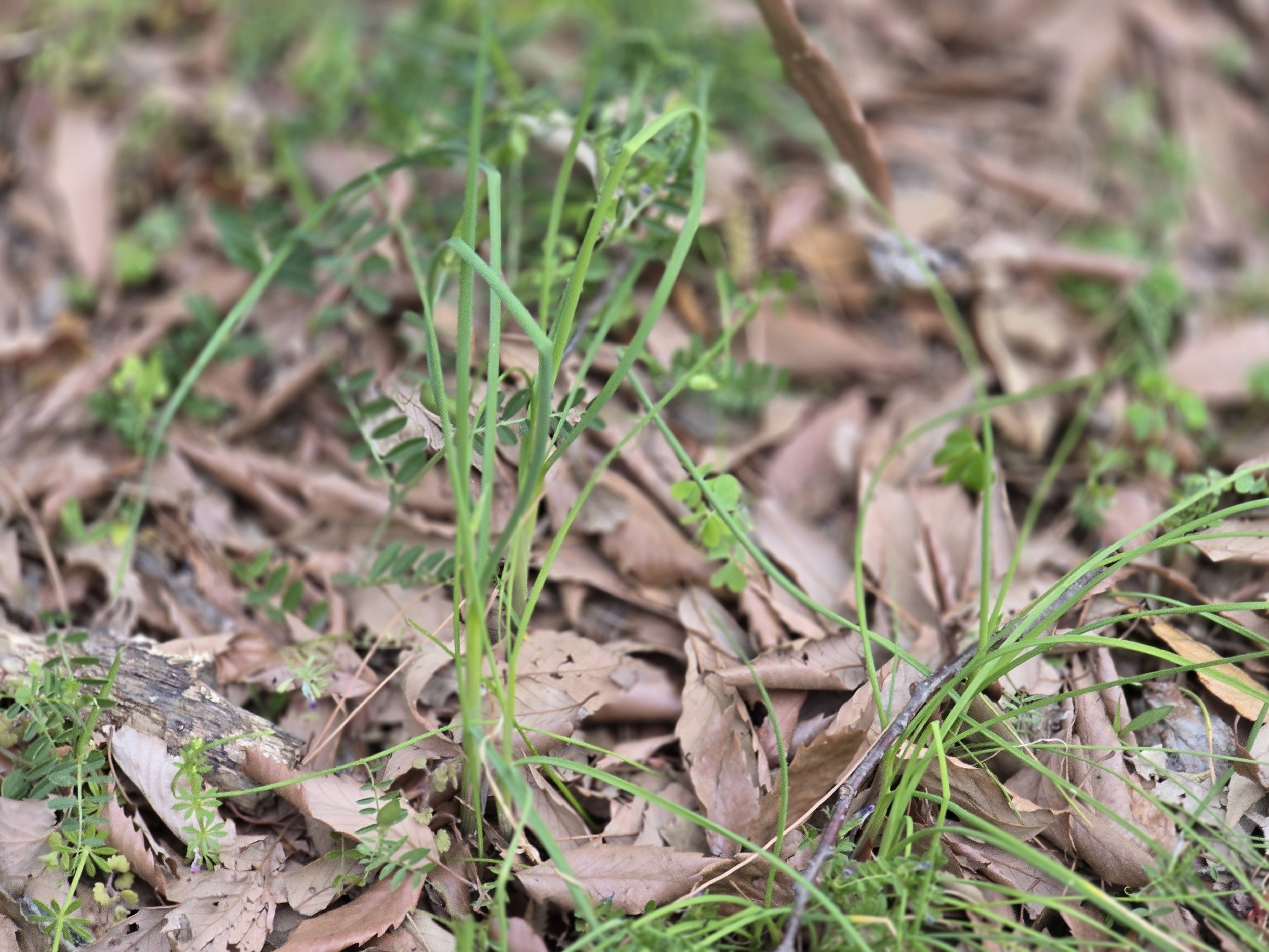 Long-Stamened Onion (Allium macrostemon)