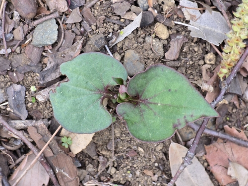 Chameleon Plant (Houttuynia cordata)