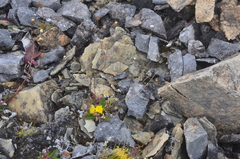Potentilla arenosa