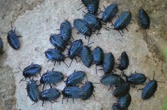 Pycnocerus