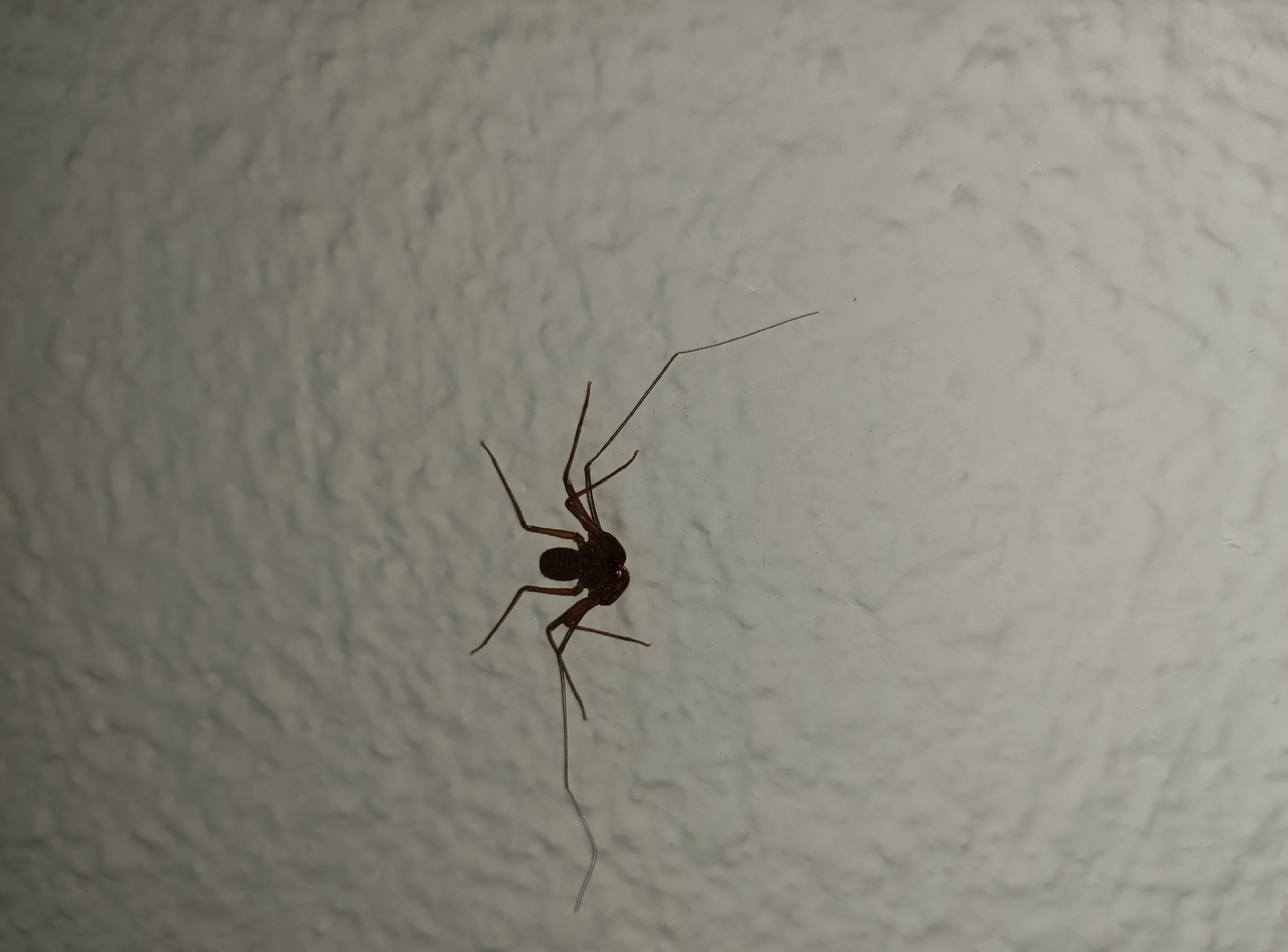 Sarax ioanniticus (Kritscher, 1959)