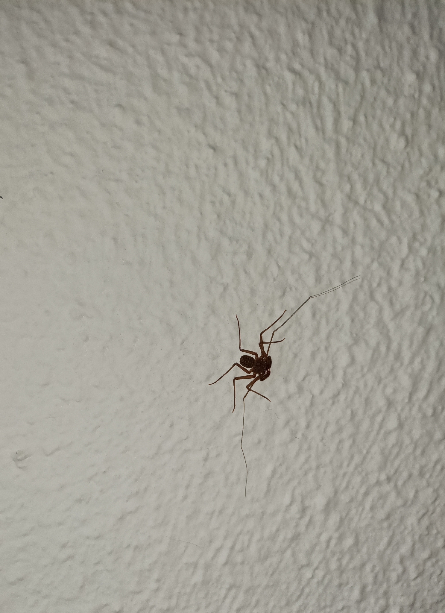 Sarax ioanniticus (Kritscher, 1959)