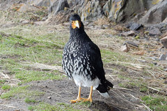 Daptrius carunculatus