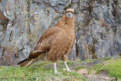 Daptrius carunculatus