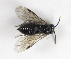 Monophadnus pallescens