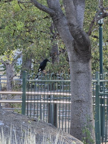 Pied Currawong