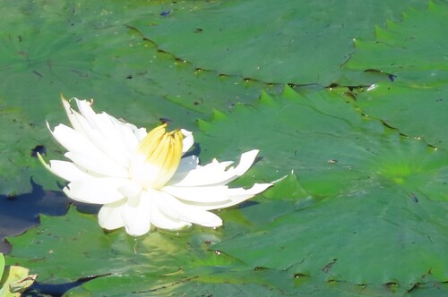 Egyptian White Water-Lily (Nymphaea lotus)