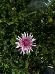 Crepis rubra