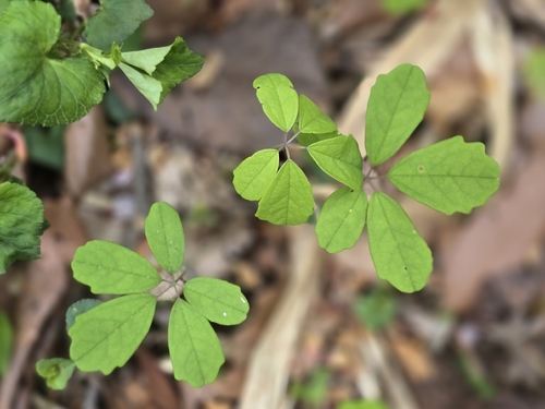 Akebia × pentaphylla iNat (3)