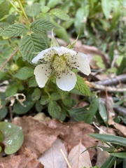 Rubus hirsutus