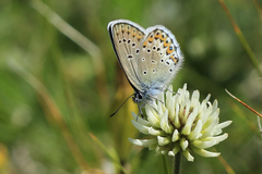 Plebejus idas