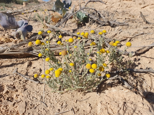 Brocchia cinerea