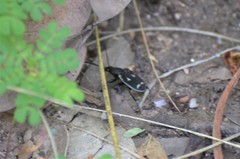 Chlaenius flavoscriptus