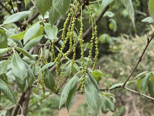 Bao Li (Quercus serrata)