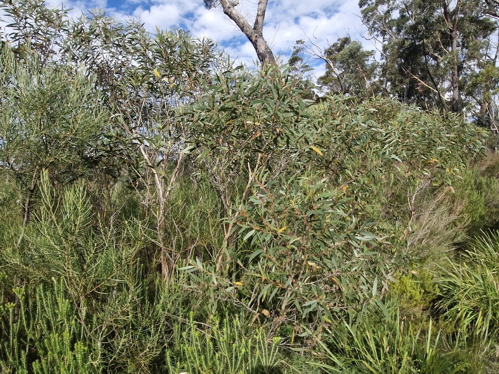 Eucalyptus obstans 2