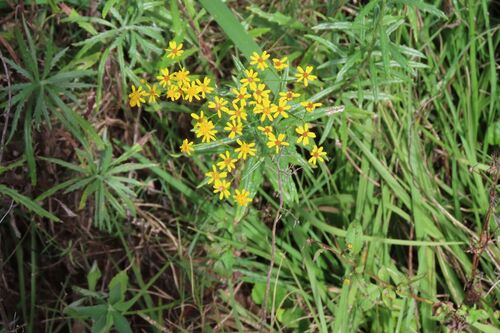 Senecio polyanthemoides, photograph 6