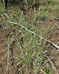Setaria incrassata