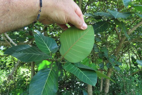 Ficus trichopoda, photograph 5