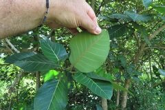 Ficus trichopoda, photograph (c) Bruno - Yolande Zanette, some rights reserved (CC BY)