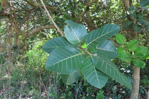 Ficus trichopoda, photograph 4