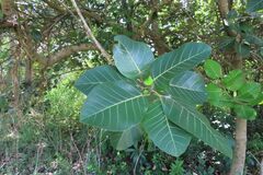 Ficus trichopoda, photograph (c) Bruno - Yolande Zanette, some rights reserved (CC BY)