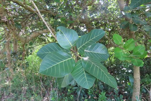 Ficus trichopoda, photograph 6