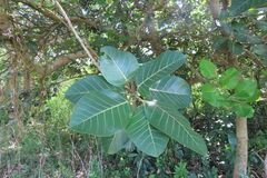 Ficus trichopoda, photograph (c) Bruno - Yolande Zanette, some rights reserved (CC BY)