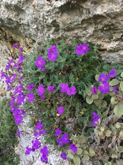Aubrieta deltoidea