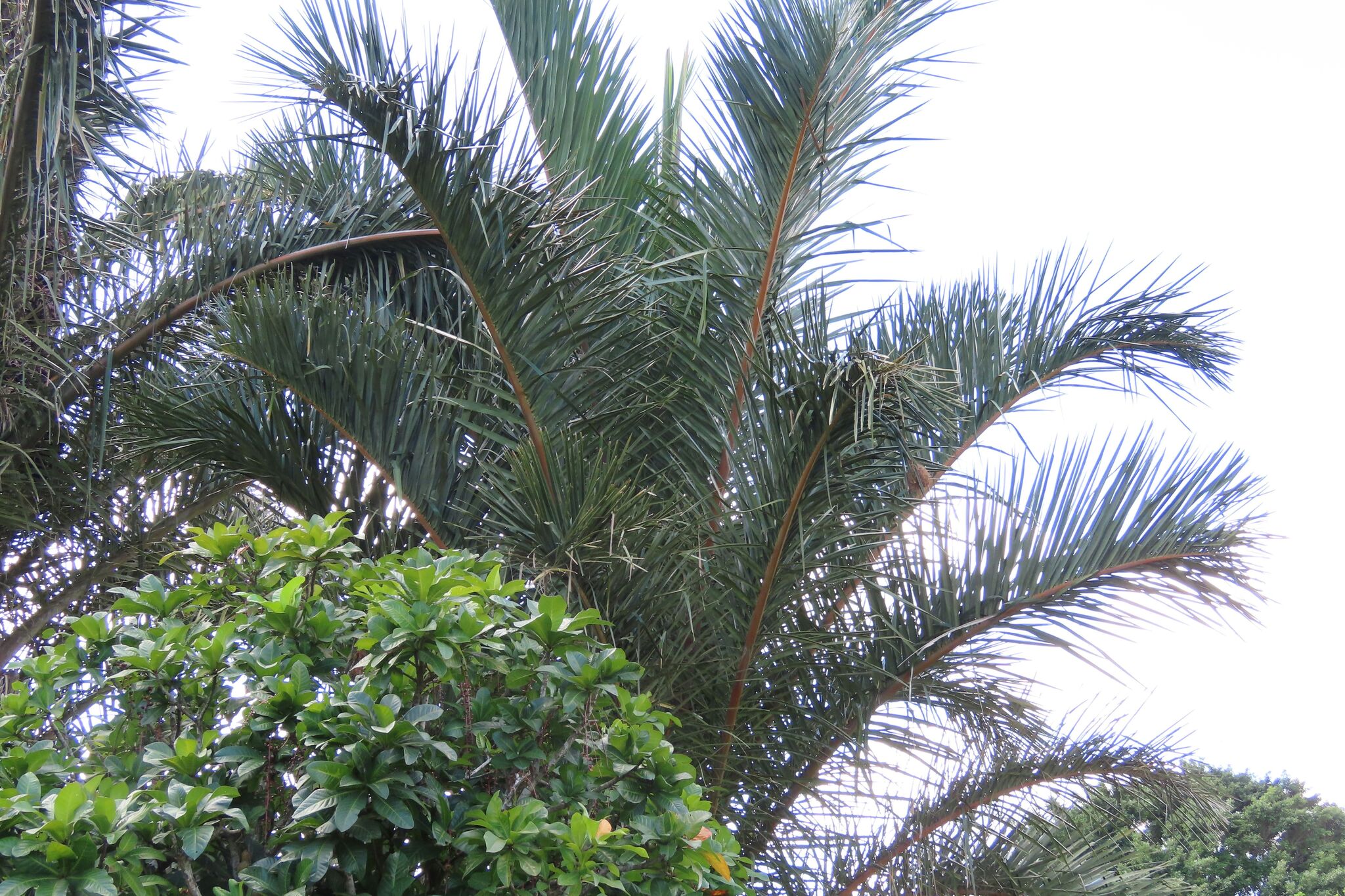 Kosi Palm (Raphia australis)