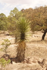 Yucca decipiens
