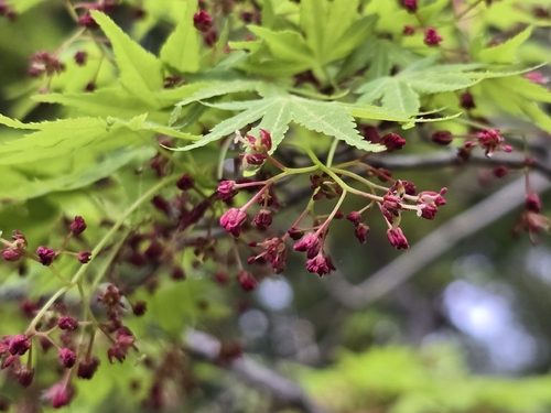 Japanese maple (Acer palmatum)