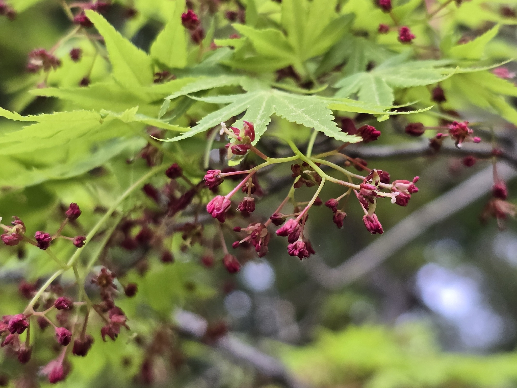 Japanese Maple (Acer palmatum)