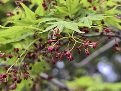 Érable Du Japon (Acer palmatum)