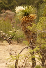 Yucca decipiens