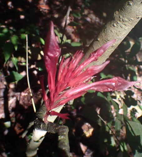 Cyclacanthus coccineus observed 2026-03-10