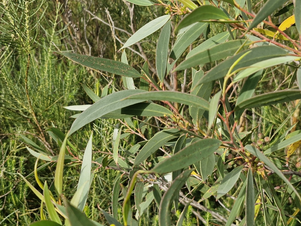 Eucalyptus obstans 3