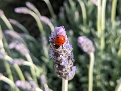 Coccinella septempunctata