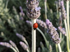 Coccinella septempunctata